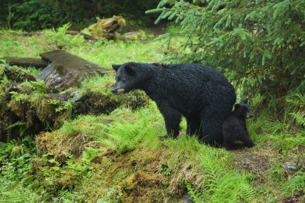 AK, Inside Passage Black bear mother and cub